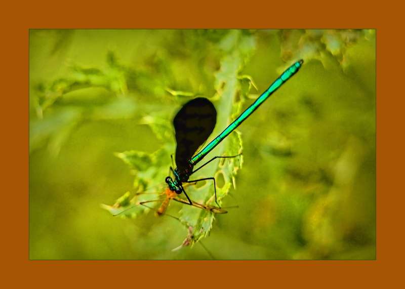 Ebony Jewelwing- 01